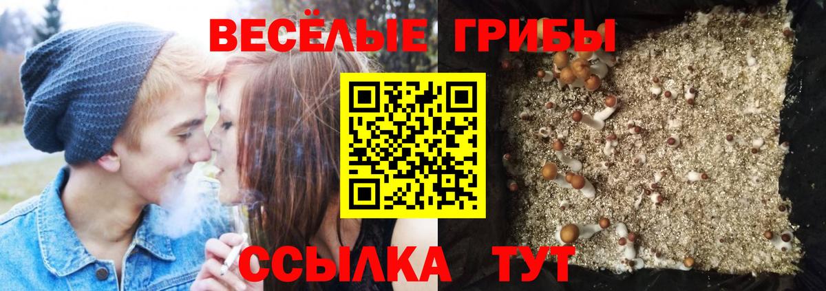 Славгород  Псилоцибиновые грибы Psilocybine cubensis  Вход с VPN  Псилоцибиновые грибы ЛСД 